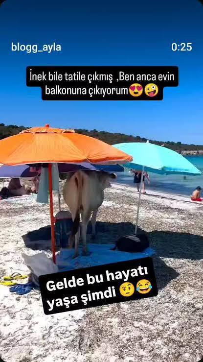 Tatile gittiniz mi yoksa hala gitmediniz mi?