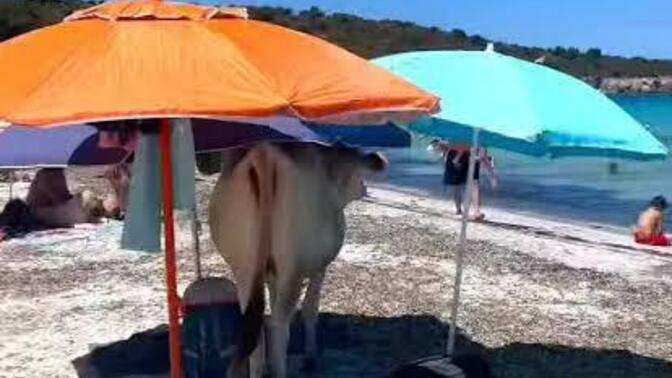 Tatile gittiniz mi yoksa hala gitmediniz mi?