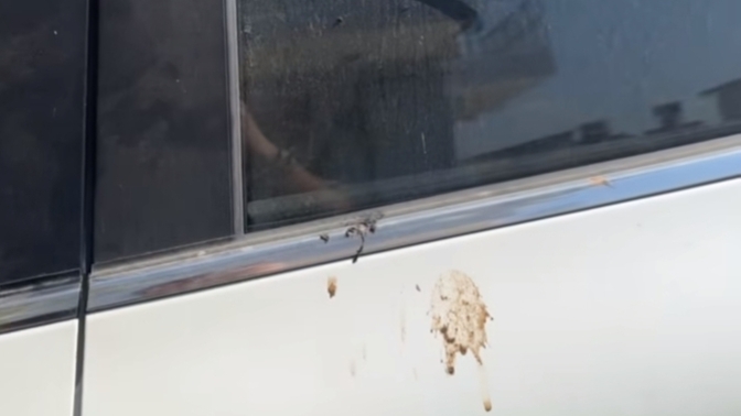 Kuş pisletmesi gerçekten şans getirir mi, batıl inançlarınız var mı?