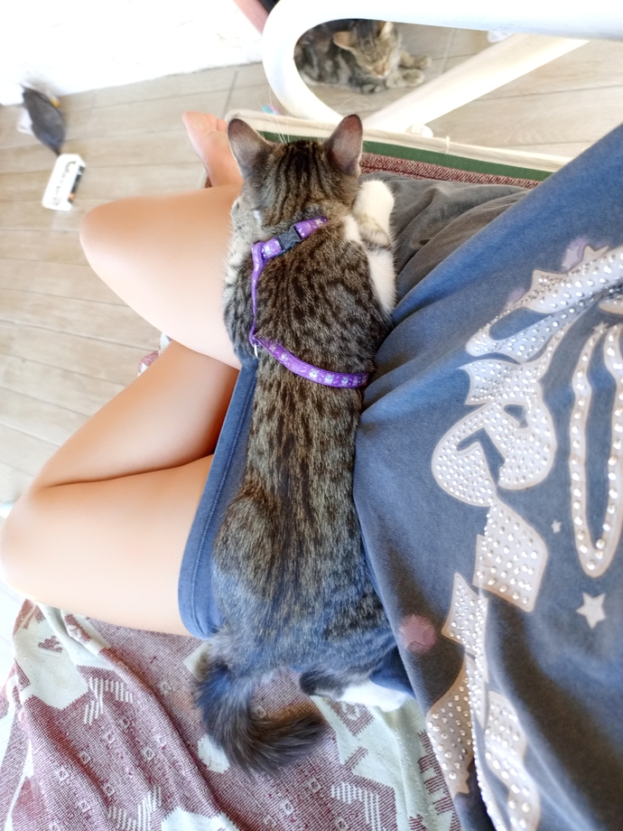 Evcil hayvanınız var mı, varsa adı ne?