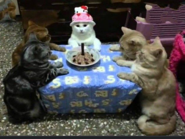 kedi kadar arkadasim yok batsin bu world