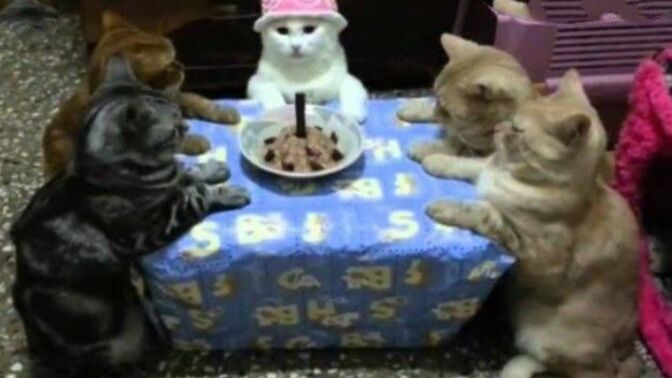 Doğum gününde sana hangi hediyeyi alırdım soylim miii🥳✨?