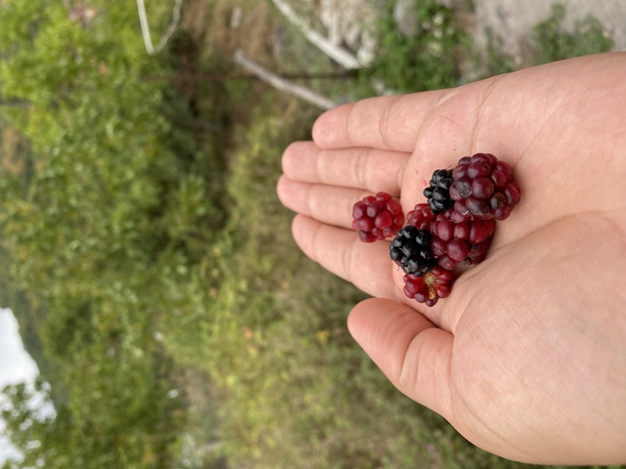 Böğürtlen sever misiniz?