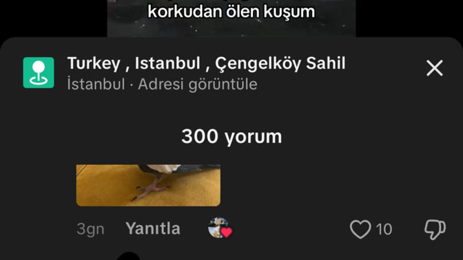 Sizce hayvanları aşırı derecede seven insanlar hasta mı?