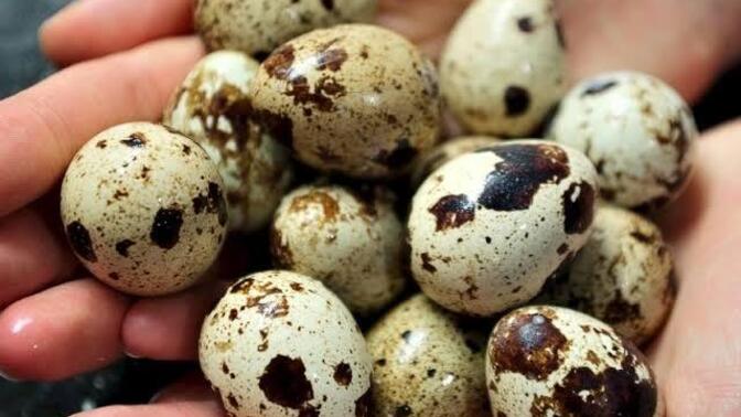 Siz de küçükken bıldırcın yumurtasi yer miydiniz?