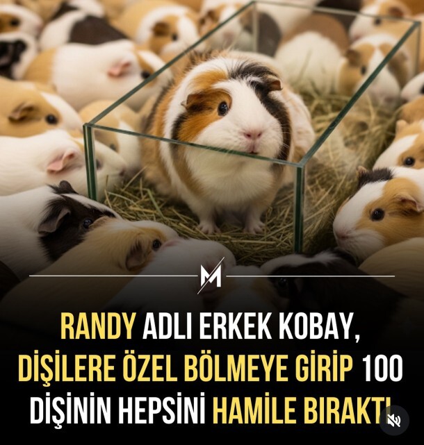 Erkekler her cinste aynı mı?