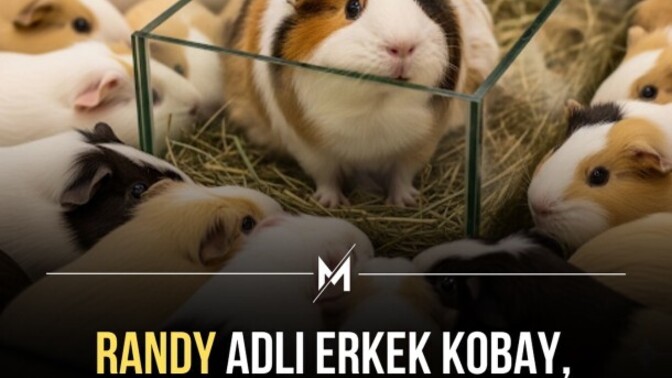 Erkekler her cinste aynı mı?