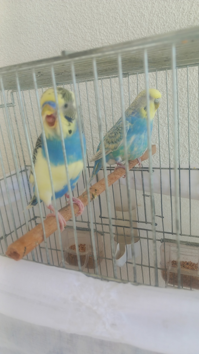 Evinizde hayvan besliyor musunuz? Benım üç kedi var?