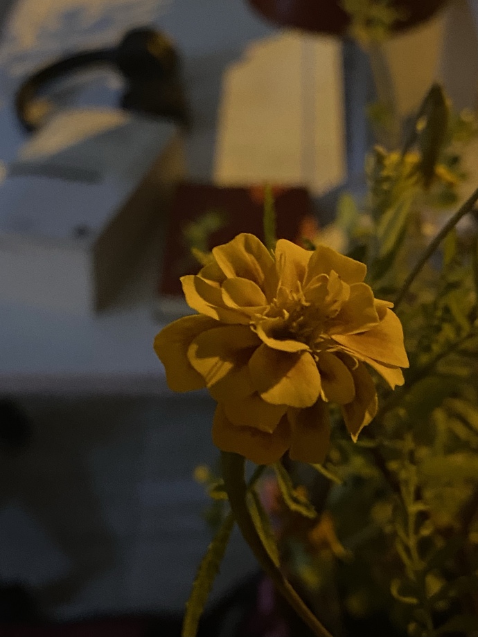 Yazın sokak lambası kışın mum ışığında kitap okumayı sever misiniz?