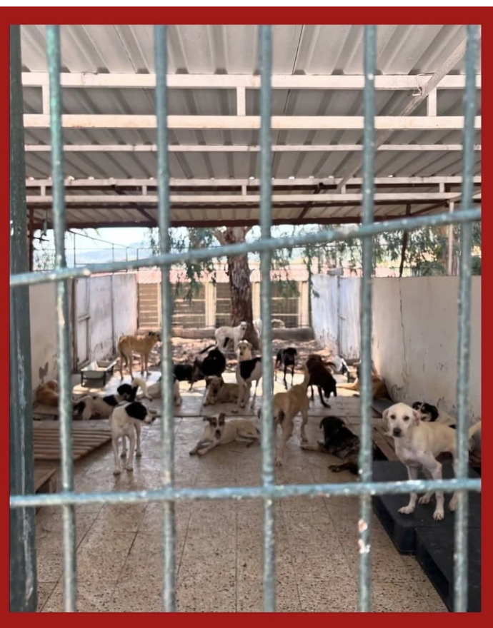 Cezaevleri niye barınaklardan daha iyi durumda?