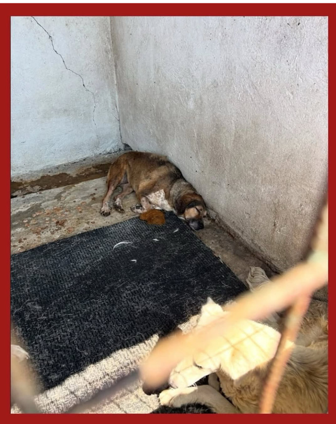 Cezaevleri niye barınaklardan daha iyi durumda?