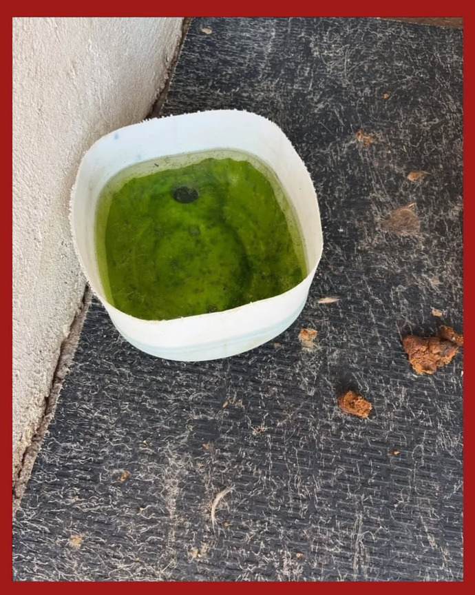 Cezaevleri niye barınaklardan daha iyi durumda?