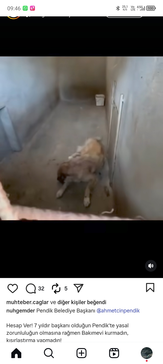 Cezaevleri niye barınaklardan daha iyi durumda?