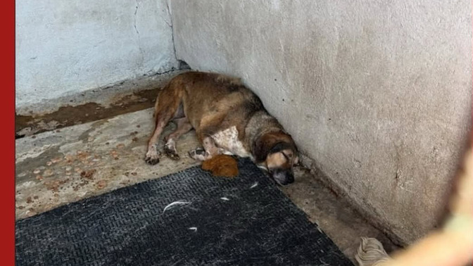 Cezaevleri niye barınaklardan daha iyi durumda?