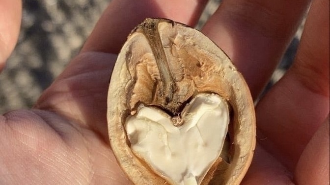 Yaş ceviz mi yoksa yaş fındık mı daha sizlik?