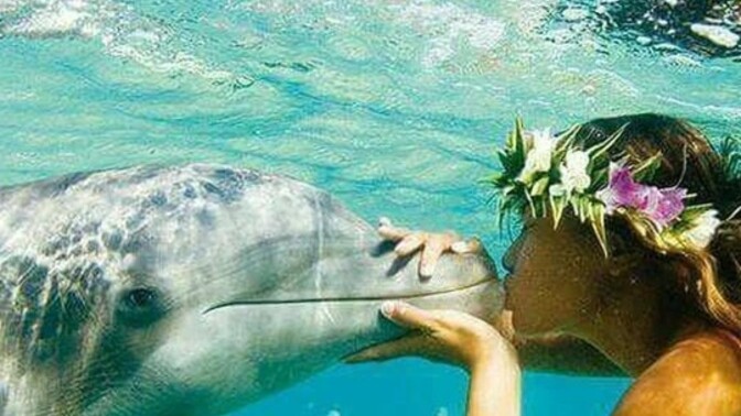 Yunus 🐬 balıklarıyla birlikte yüzme yarışı yapabilir misin?