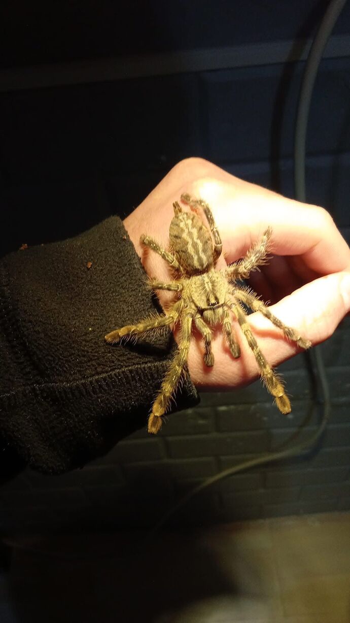 1 Haftalığına şehir dışına çıksam evcil hayvanıma bakar mıydın?