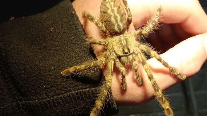 1 Haftalığına şehir dışına çıksam evcil hayvanıma bakar mıydın?