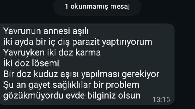 Kedi sahipleniyordum son anda böyle mesaj attı napayım sizce?