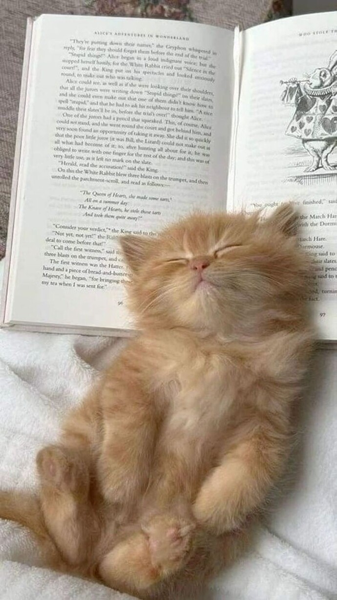 Bir erkeğin kediyi öpmesi sevmesi yüreğimi kıpır kıpır yapıyor🥹?