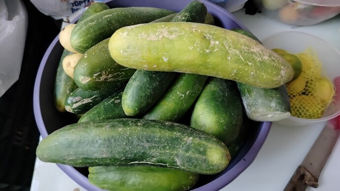 Bahçeden salatalık topladım, size verir miydim söyleyim mi?