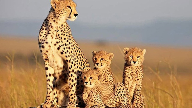 Hangi tür belgeselleri izlemeyi seversin?