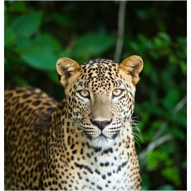 Yetişkin bir safkan sivas Kangalı Leoparı teke tek de alabilir mi? Görselli?