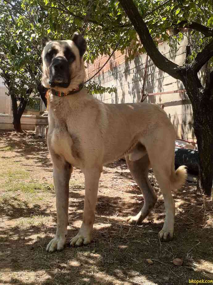 Yetişkin bir safkan sivas Kangalı Leoparı teke tek de alabilir mi? Görselli?