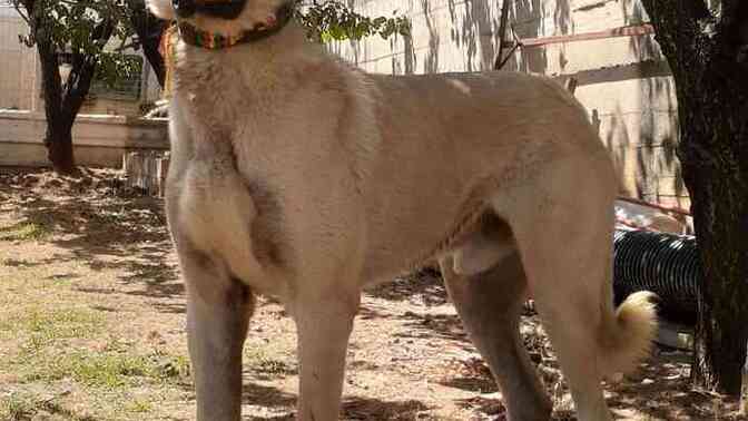 Yetişkin bir safkan sivas Kangalı Leoparı teke tek de alabilir mi? Görselli?