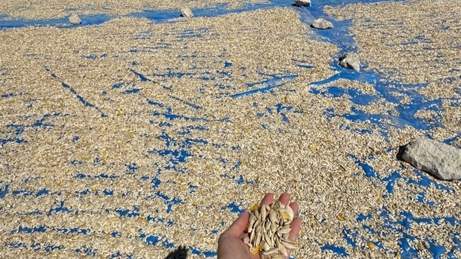 Çekirdeğin kilosunu ne kadara alıyonuz?