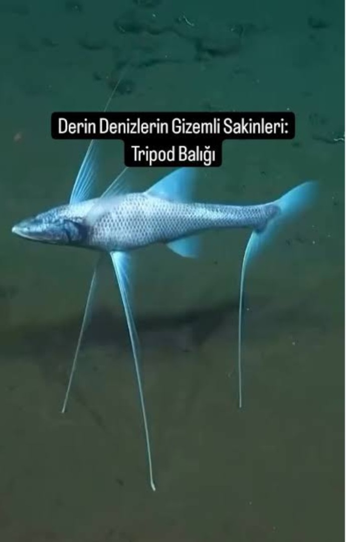 Bir hayvan olsaydınız hangi hayvan olmak isterdiniz ve neden?