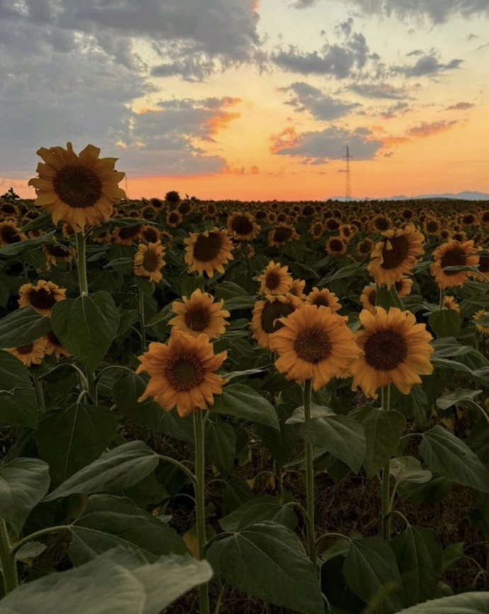 En sevdiğiniz çiçek hangisi? 🌻🌹?