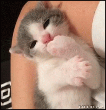 Bir kedi olsan, sahibinin neresine minnoş bir yalayış yapardın 🐾?