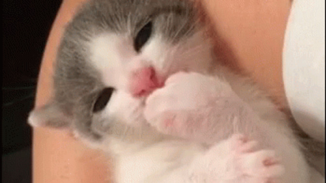 Bir kedi olsan, sahibinin neresine minnoş bir yalayış yapardın 🐾?