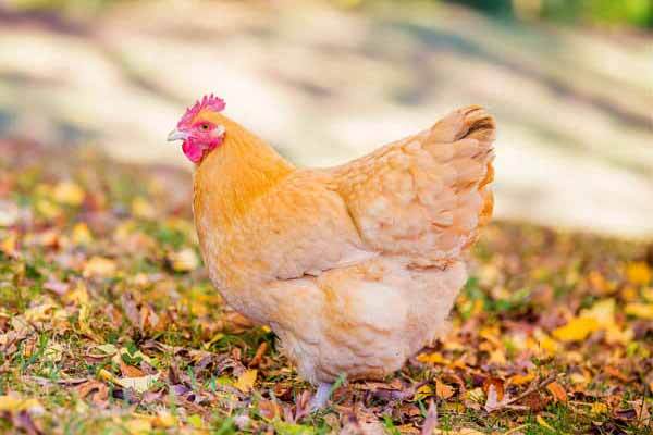 Erzincanda 106 kişi tavuk dönerden zehirlenerek hastaneye kaldırıldı! Sizce tavuk döner yasaklanmalı mı?