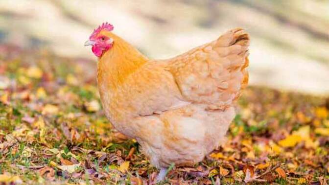 Erzincan'da 106 kişi tavuk dönerden zehirlenerek hastaneye kaldırıldı! Sizce tavuk döner yasaklanmalı mı?
