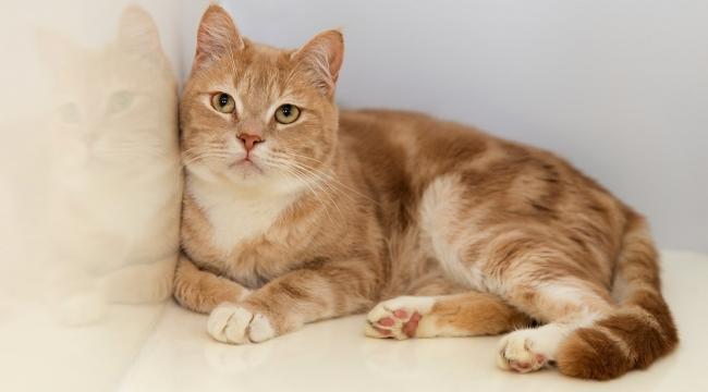 dişi kedi isimleri