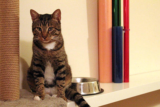 kedi isimleri