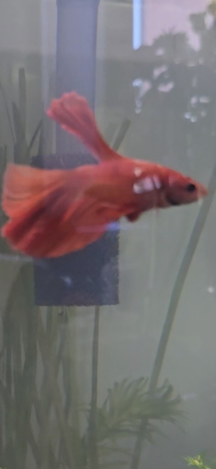 Betta ve çöpçü? Corydoras?