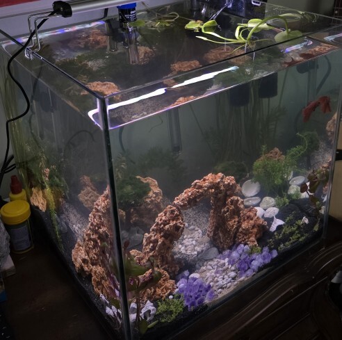 Betta ve çöpçü? Corydoras?