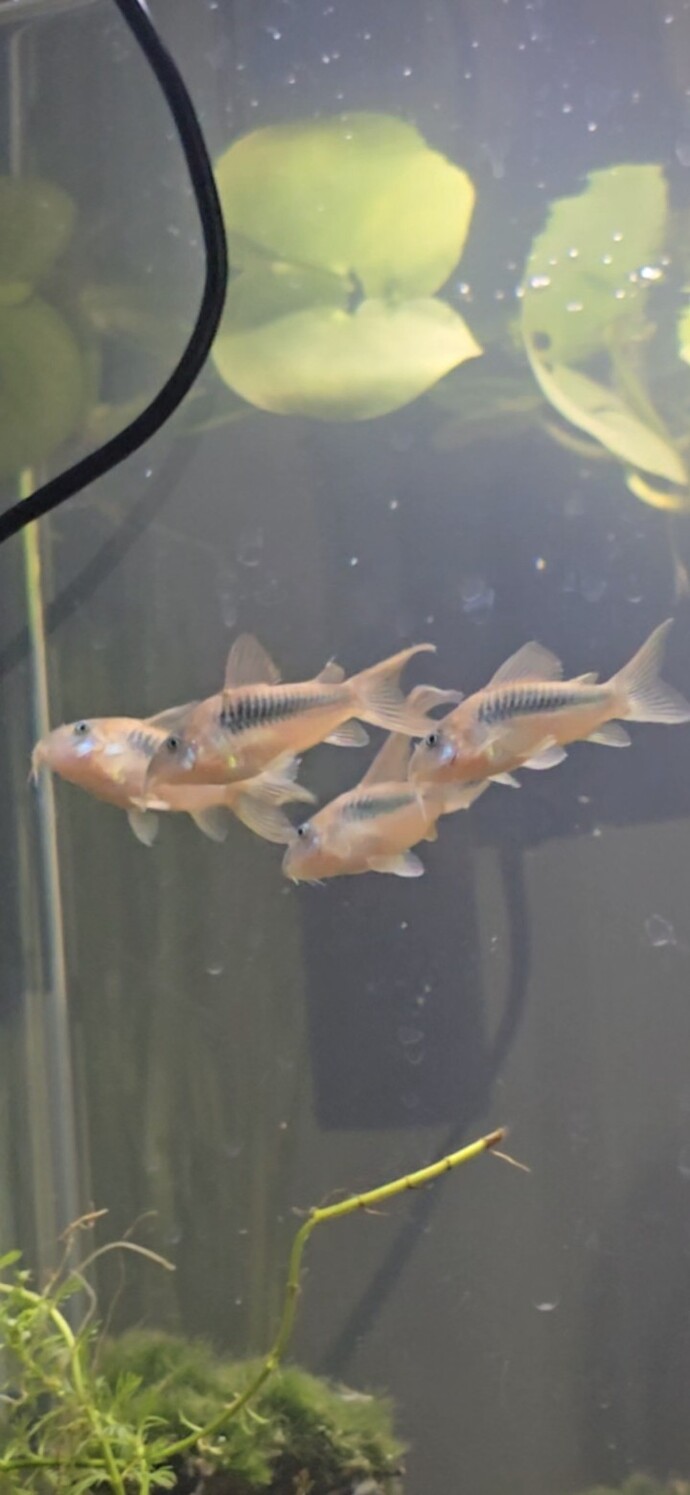 Betta ve çöpçü? Corydoras?