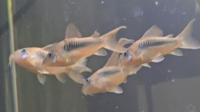 Betta ve çöpçü? Corydoras?