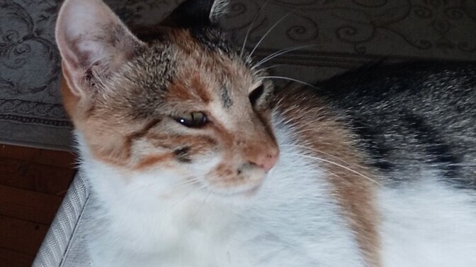 Kedim tatlı mı?
