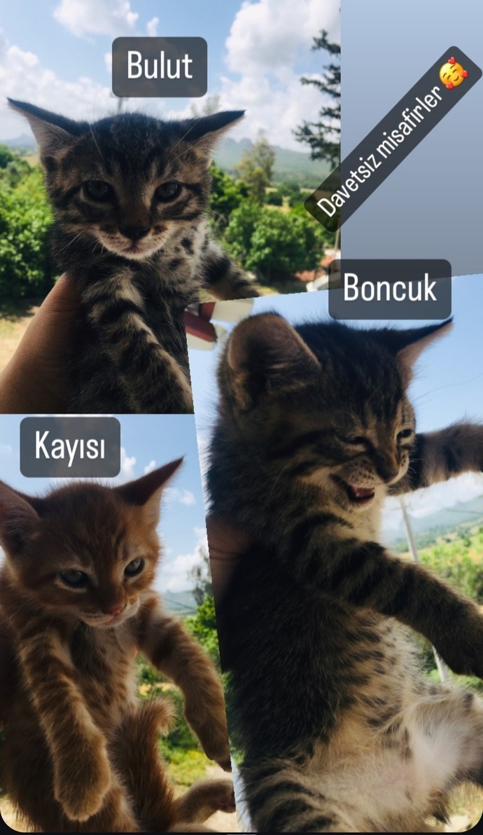 Kedilerle konuşur musunuz?