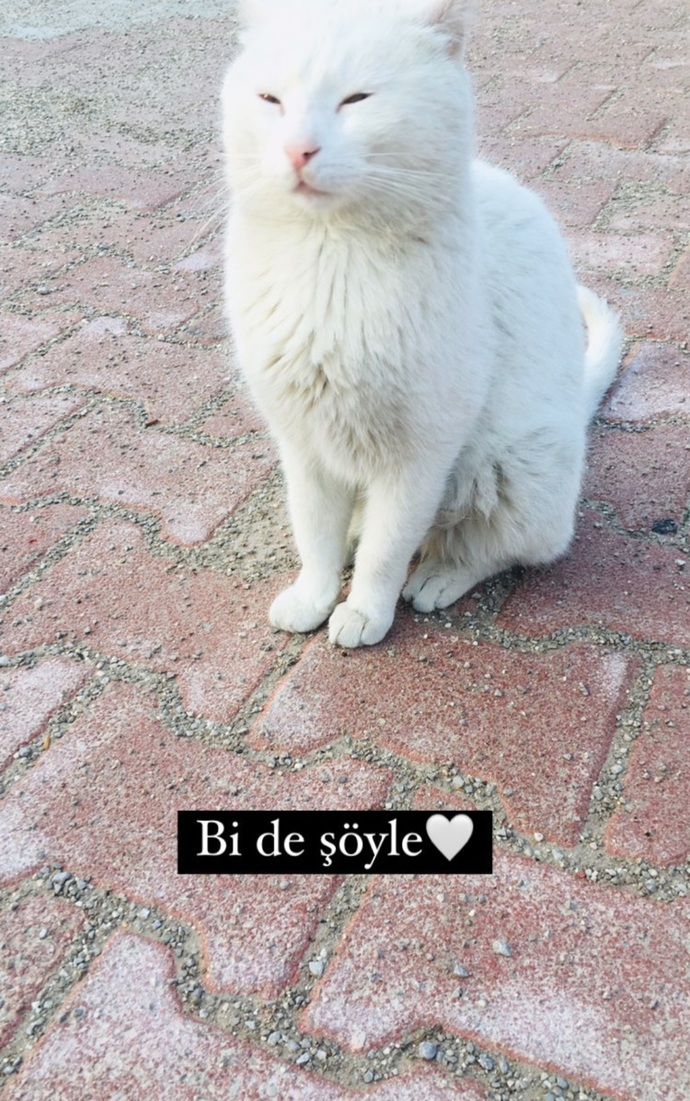 Kedilerle konuşur musunuz?