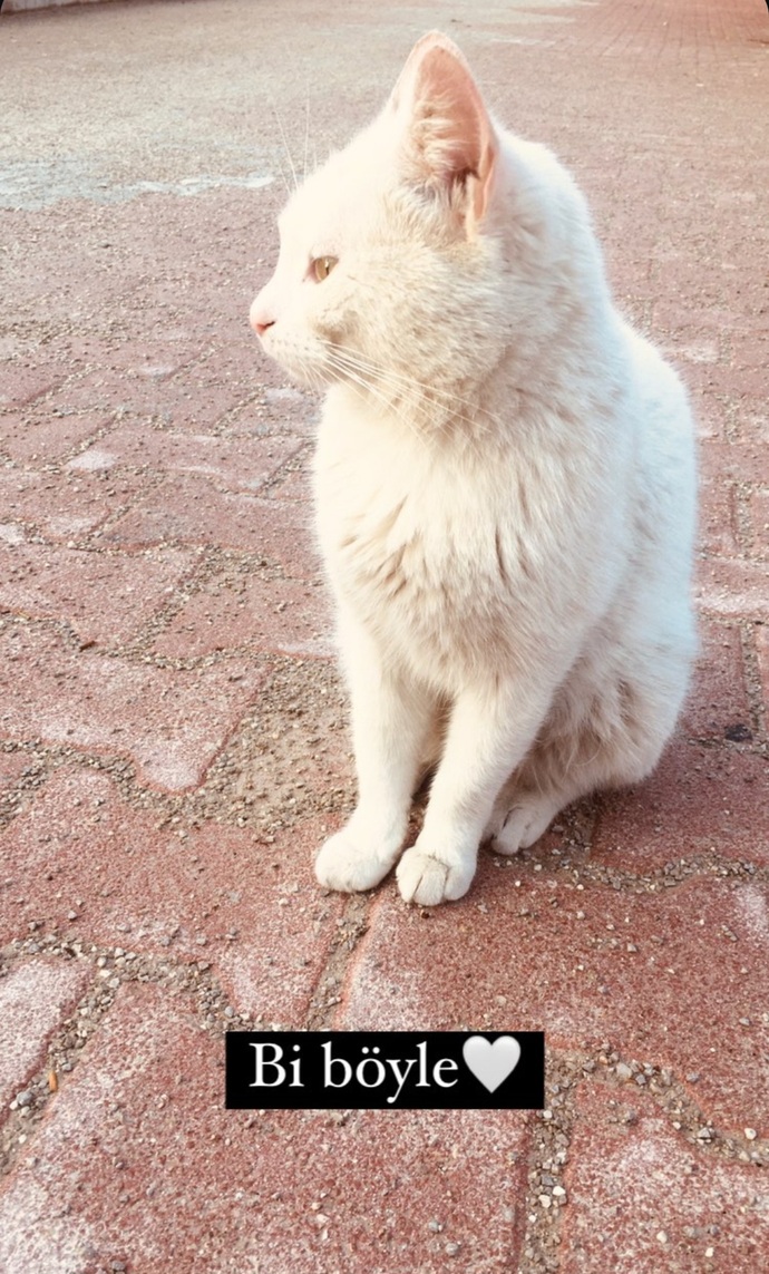 Kedilerle konuşur musunuz?