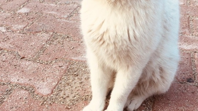 Kedilerle konuşur musunuz?