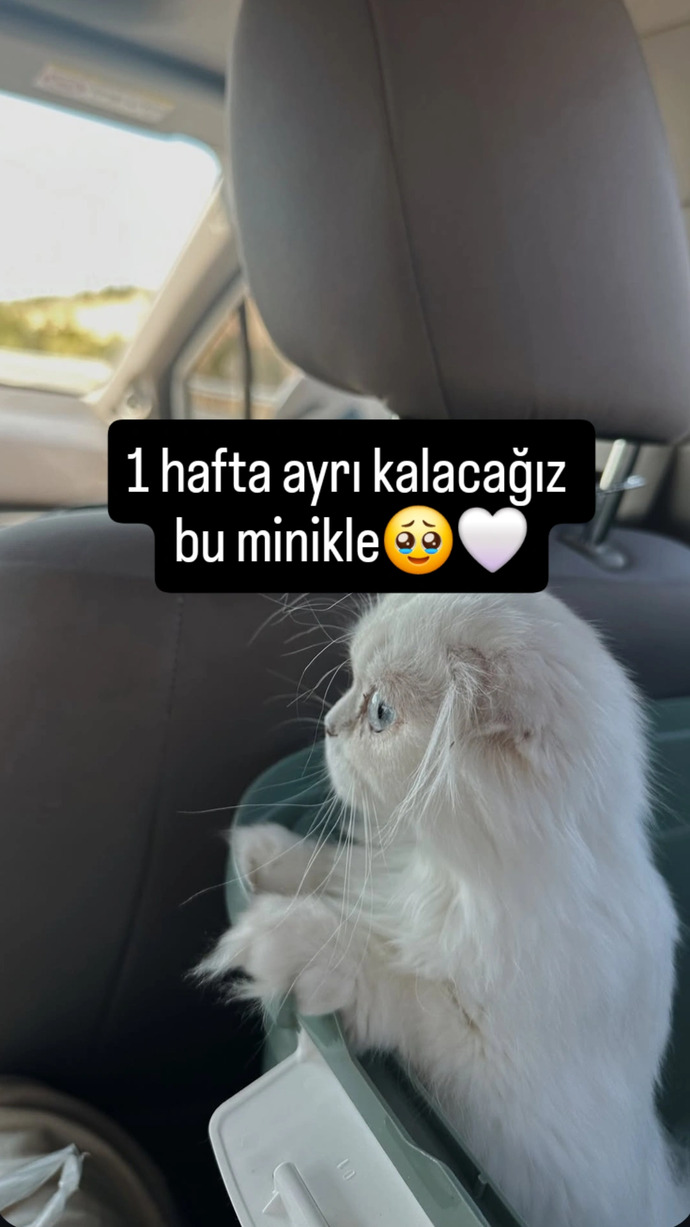 Kedinizi 1 haftalığına başkasına emanet eder misiniz korkuyorum başına bir şey gelecek diye?