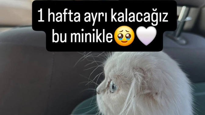 Kedinizi 1 haftalığına başkasına emanet eder misiniz korkuyorum başına bir şey gelecek diye?