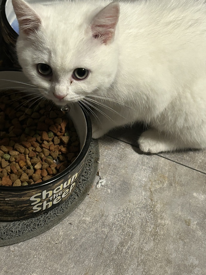 Çok madur durumdayım kedi satın aldım kız diye erkek çıktı ve sağır sanırım?